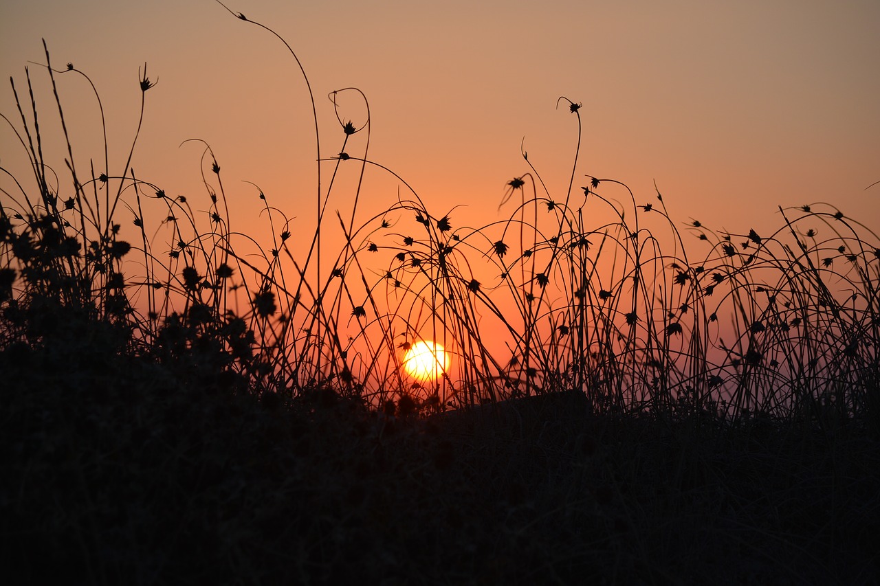 Il Dry garden