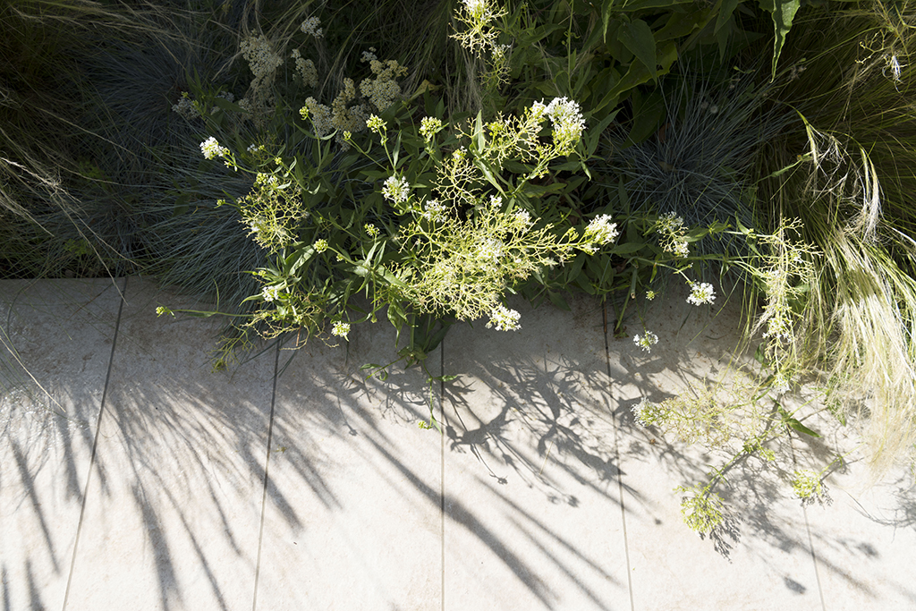 giardino16