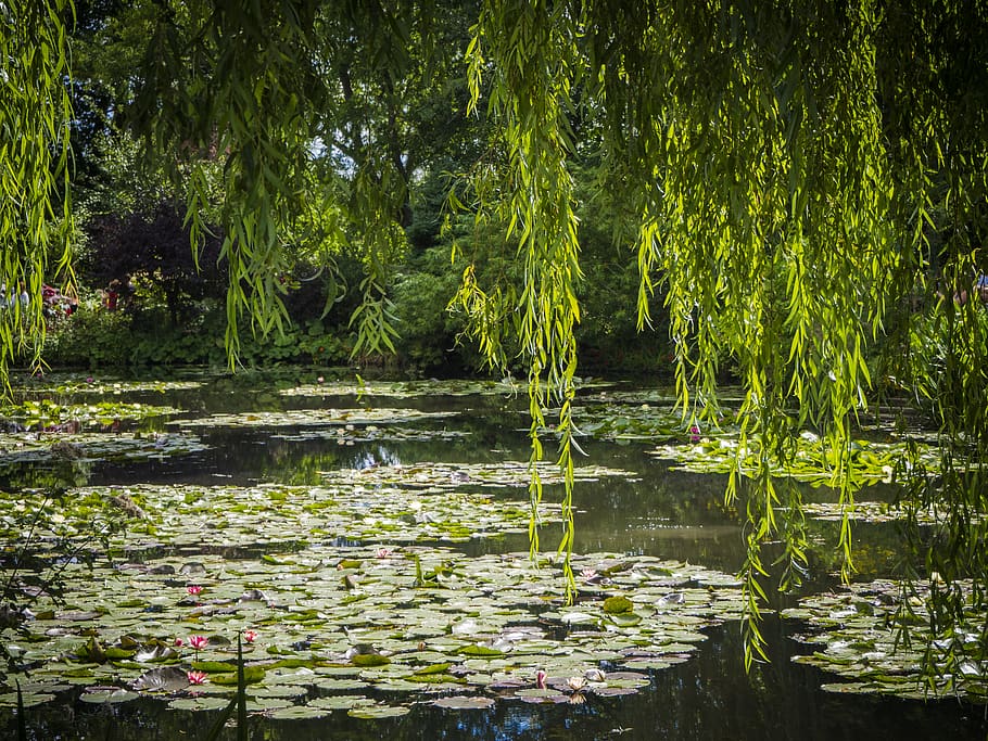 8 monet