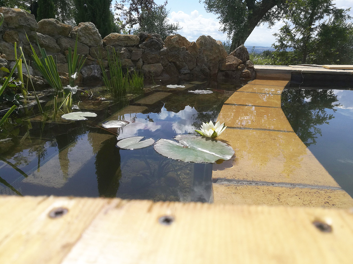 vegetazione biolago 2