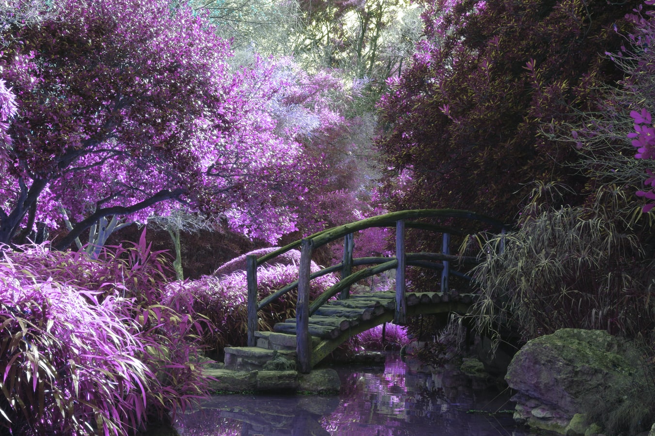 giardino 4
