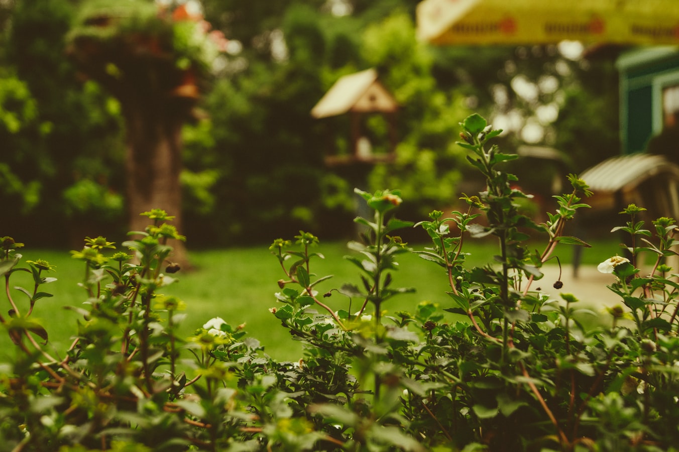 giardino 5