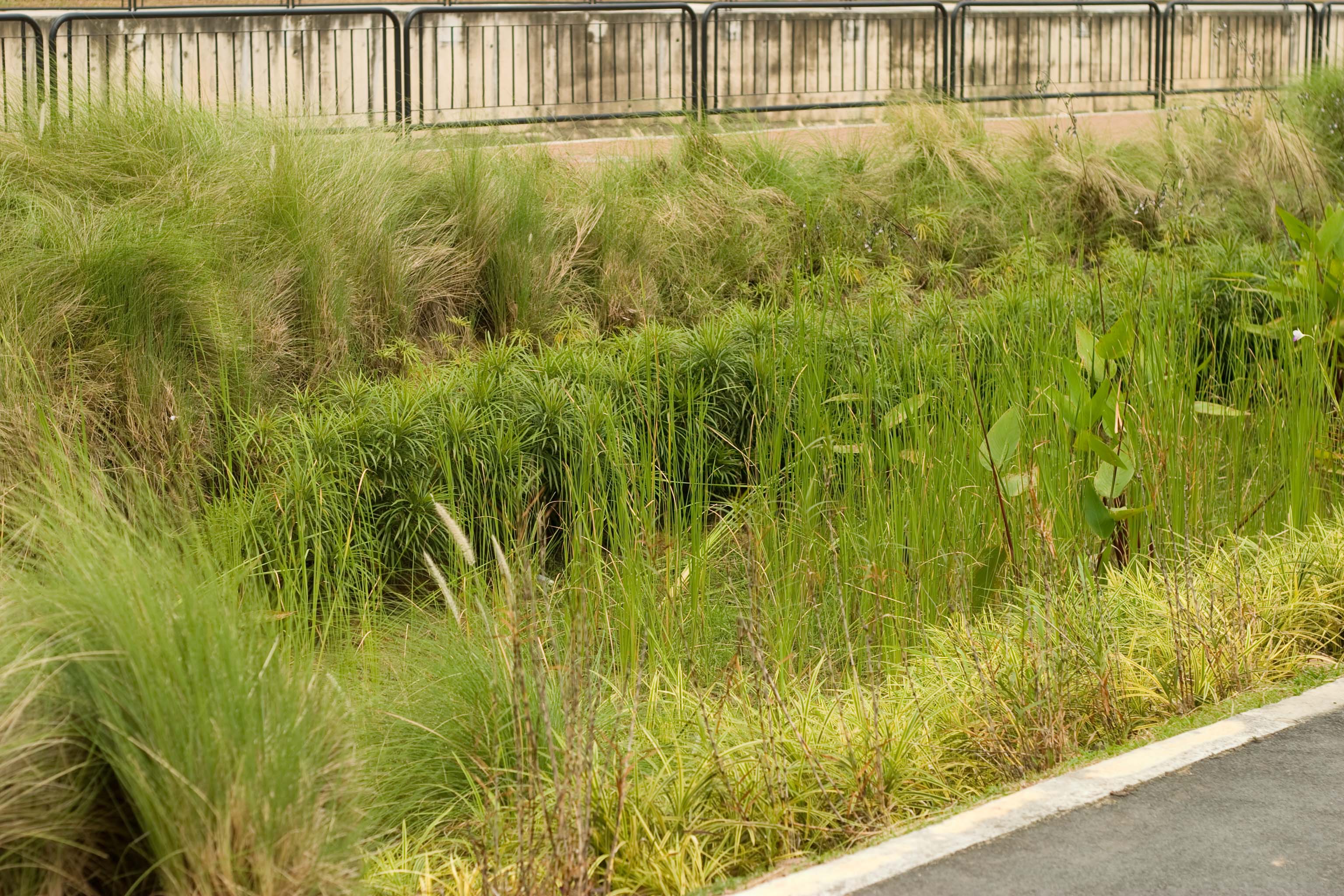 Rain garden overview