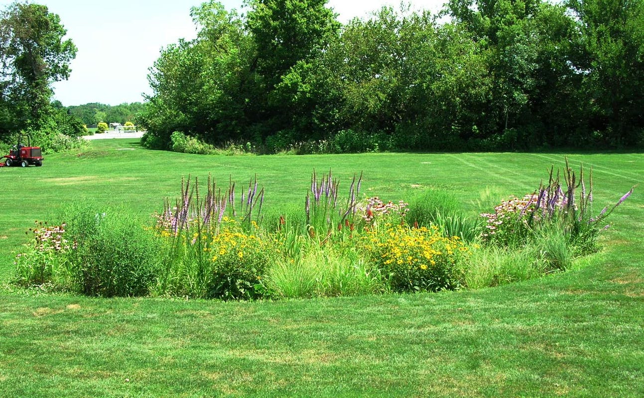 rain garden