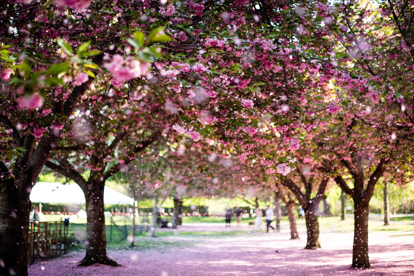 SPRING 1