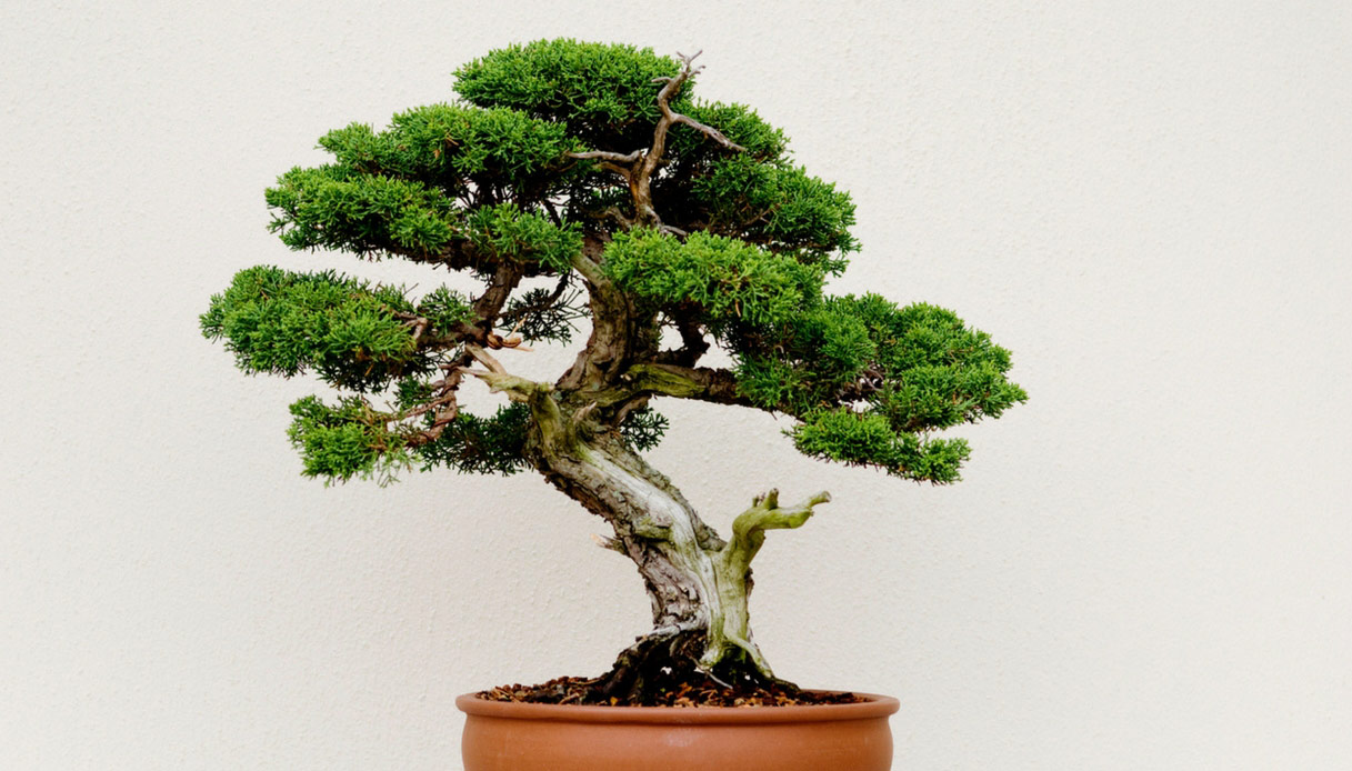 bonsai2