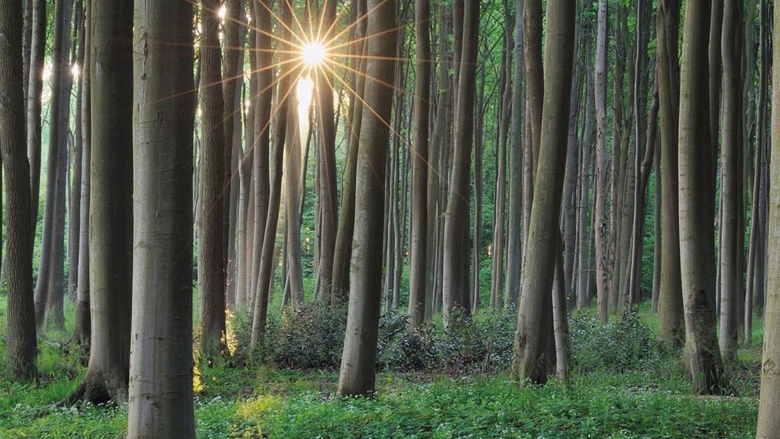 foresta