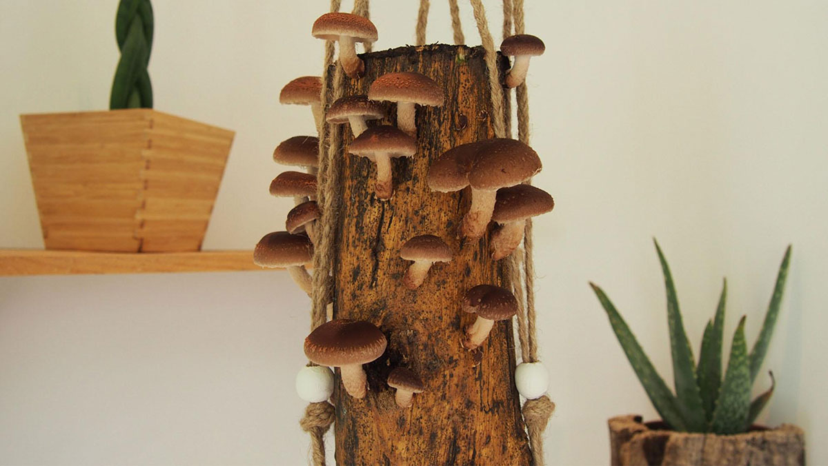 tronco di legno con i funghi