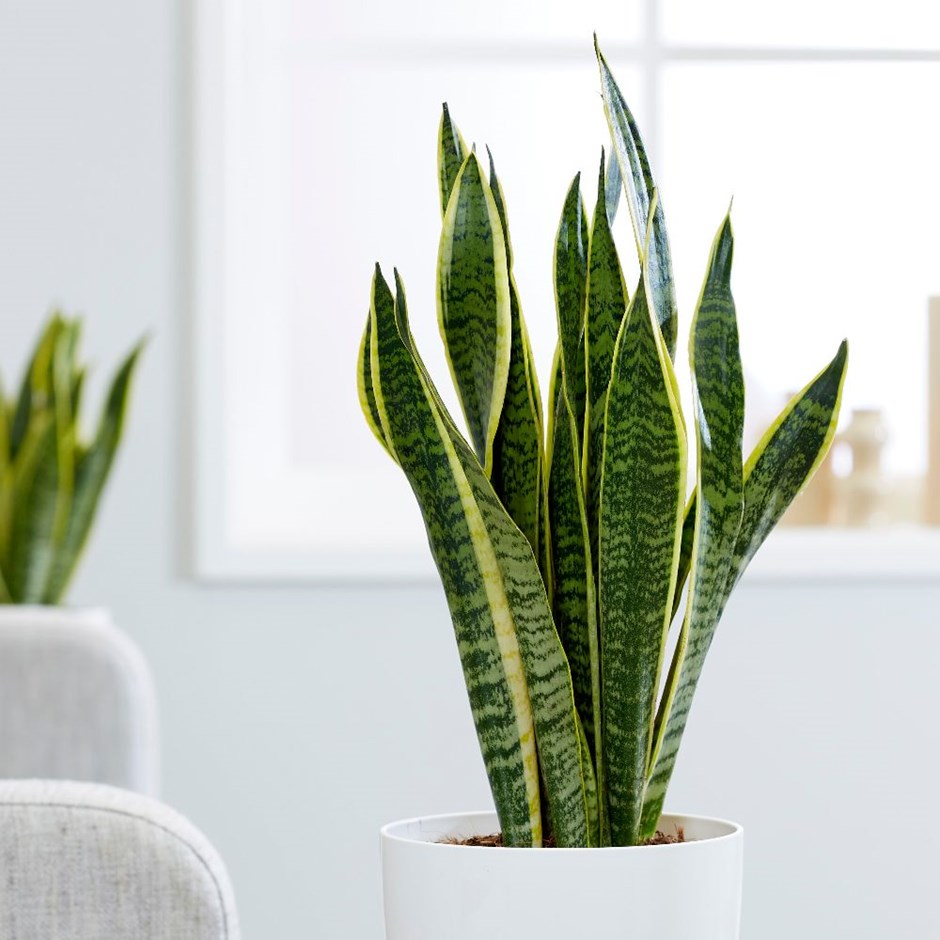 1 sansevieria trifasciata