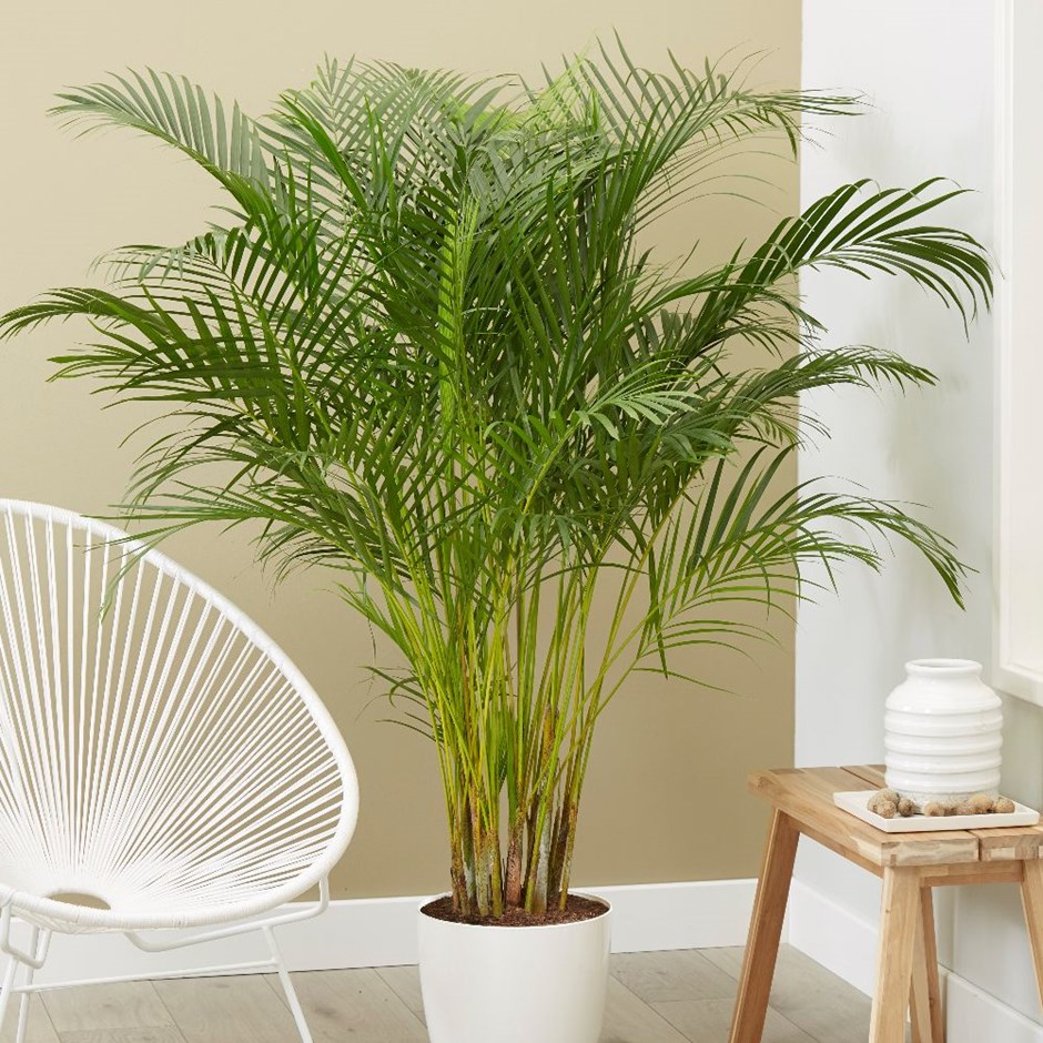 Chrysalidocarpus lutescens