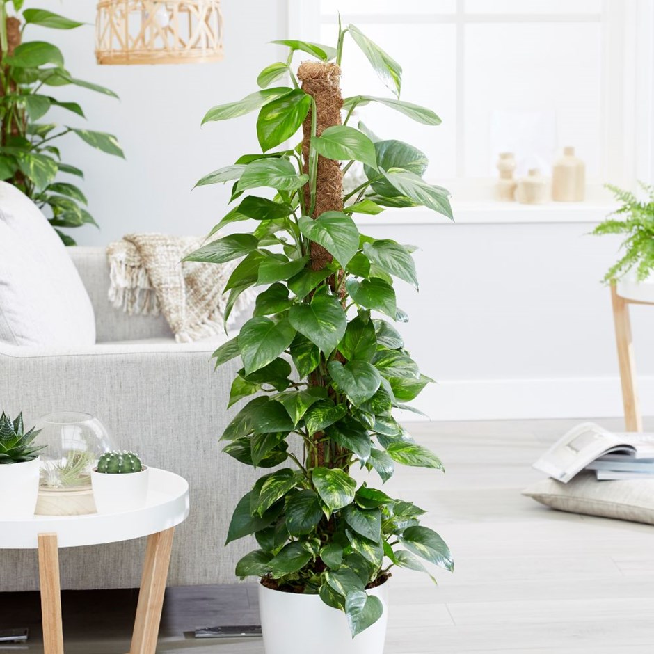 3 epipremnum aureum